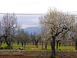 Santa Maria del Camí Bildansicht von Citysam  Blühende Bäume in der Umgebung