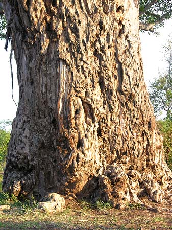 Bäume und Sträucher - Limpopo