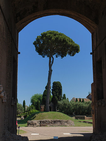 Baum durch ein Tor - Latium (Rom) (Rom)