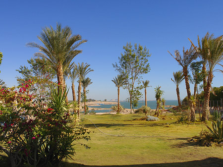 Pflanzen - Landesinnere (Abu Simbel)