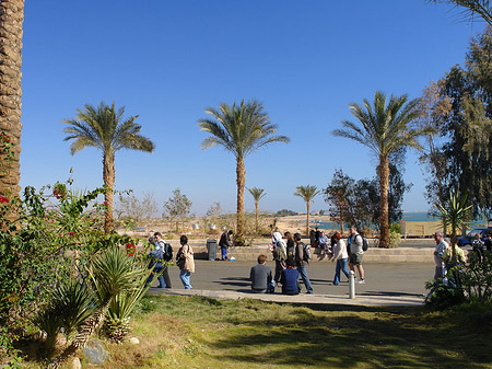 Pflanzen - Landesinnere (Abu Simbel)