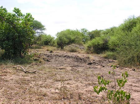 Bäume und Sträucher - Limpopo