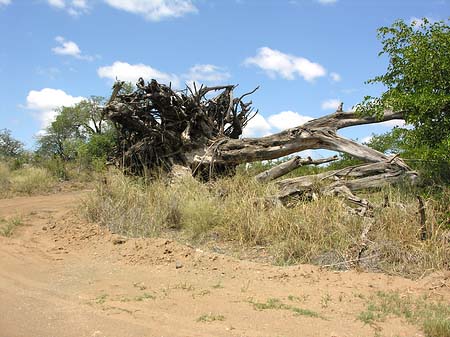 Bäume und Sträucher - Limpopo