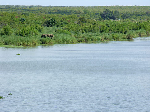 Elefanten am Wasser - Limpopo