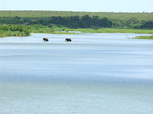 Elefanten im Wasser - Limpopo