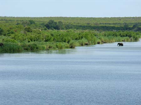 Elefanten im Wasser - Limpopo