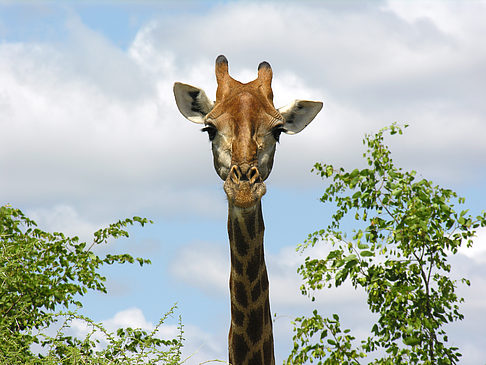 Foto Giraffe - 