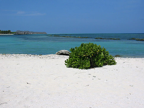 Blick auf das Meer - Malediven