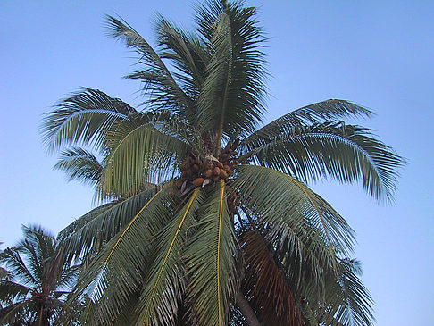 Palme mit Kokosnüssen Fotos