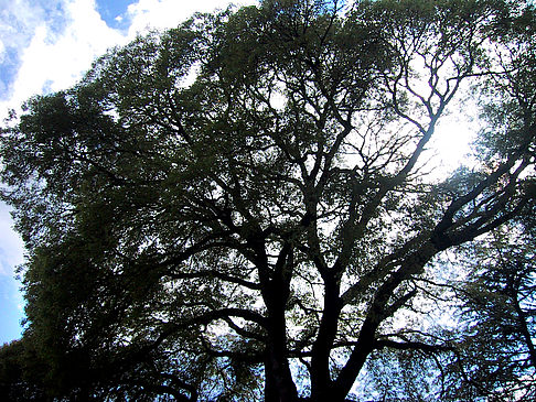 Fotos Baum auf Mallorca | 