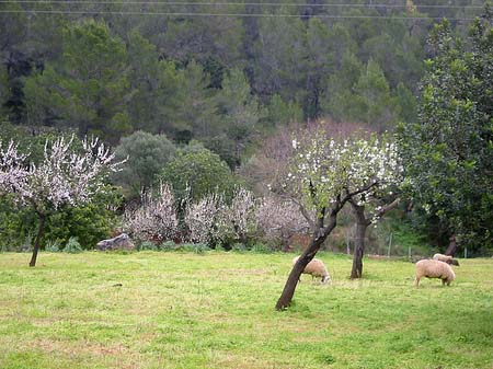 Berge - Mallorca