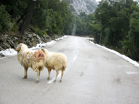 Berge - Mallorca