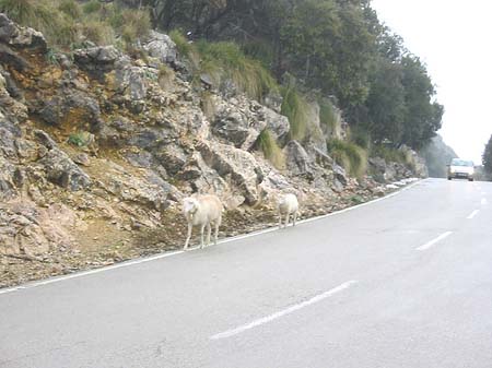 Berge - Mallorca