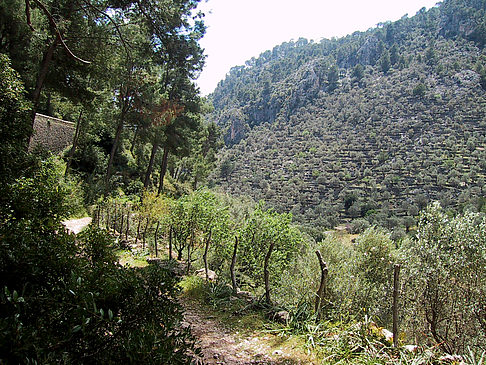 Durch die Landschaft - Mallorca