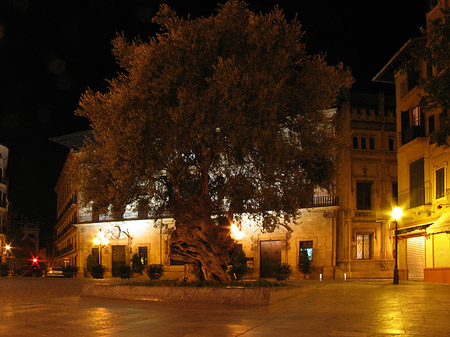 Fotos Rathaus am Placa Cort | 