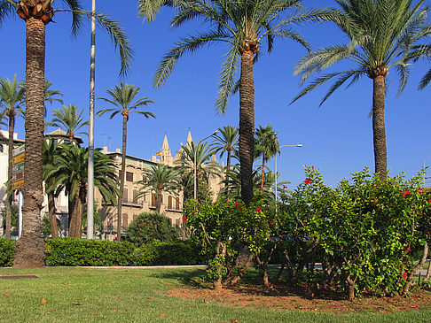 Palmen auf der Promenade - Mallorca (Palma de Maljorka)