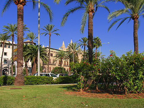 Palmen auf der Promenade - Mallorca (Palma de Maljorka)