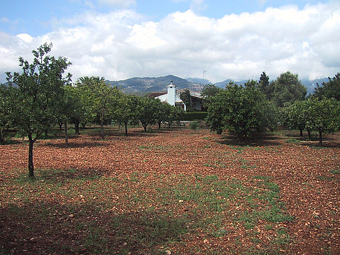 Plantagen auf Mallorca - Mallorca