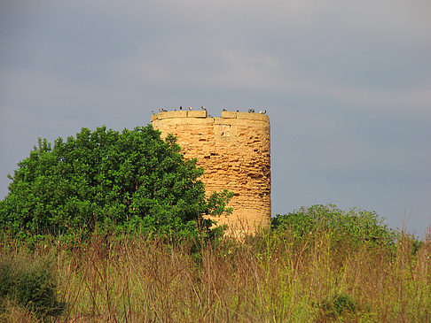 Turm mit Vögeln Foto 