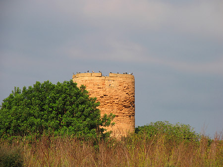 Turm mit Vögeln Foto 