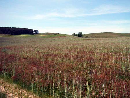 Landschaften von Thiessow - Mecklenburg-Vorpommern