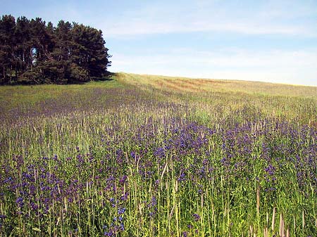 Landschaften von Thiessow - Mecklenburg-Vorpommern