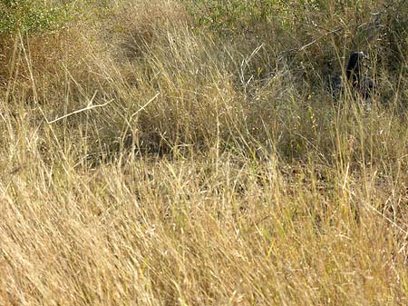 Bäume und Sträucher - Mpumalanga