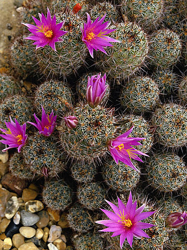 Botanicactus Bildansicht Reiseführer  