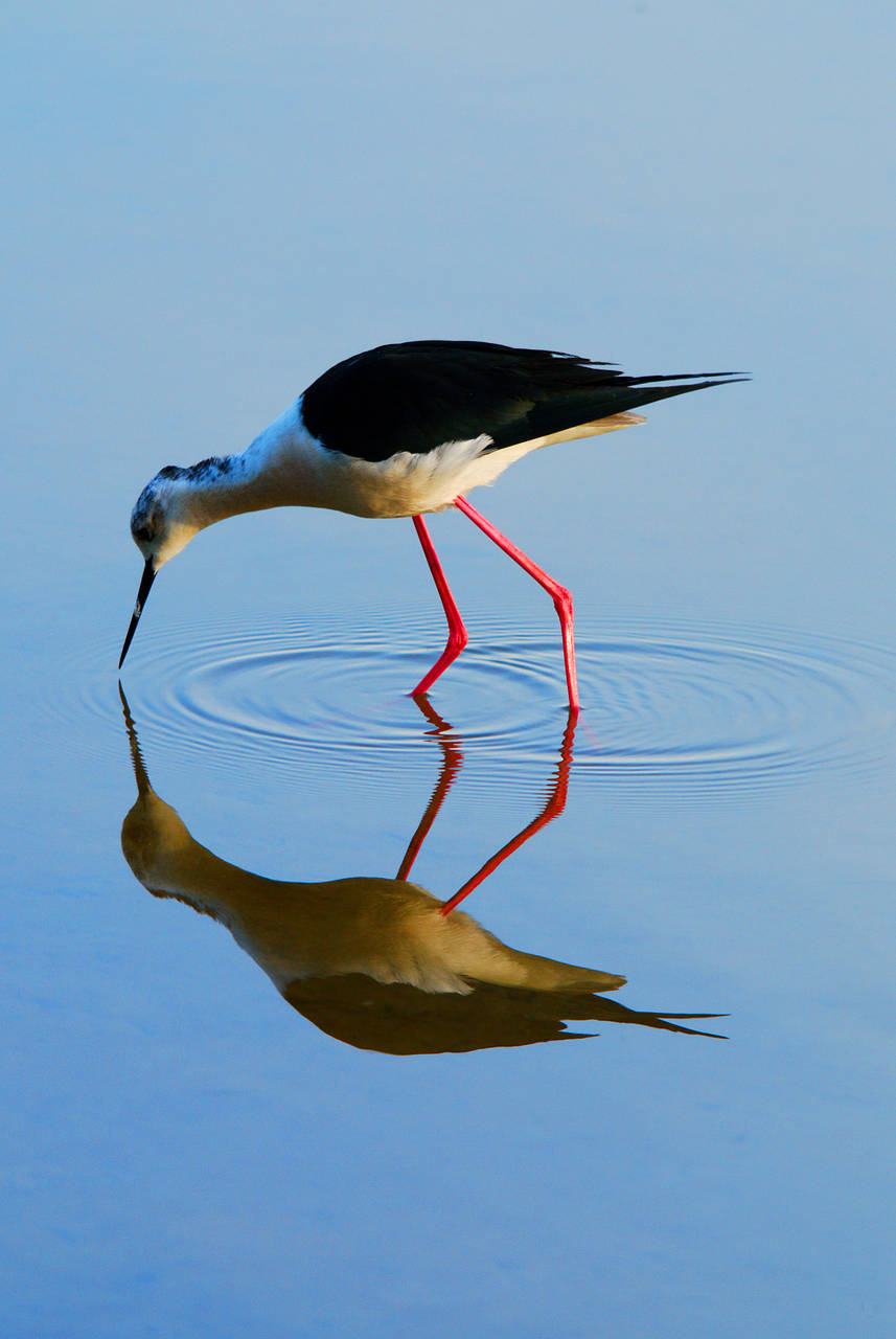 Fotos S´Albufera