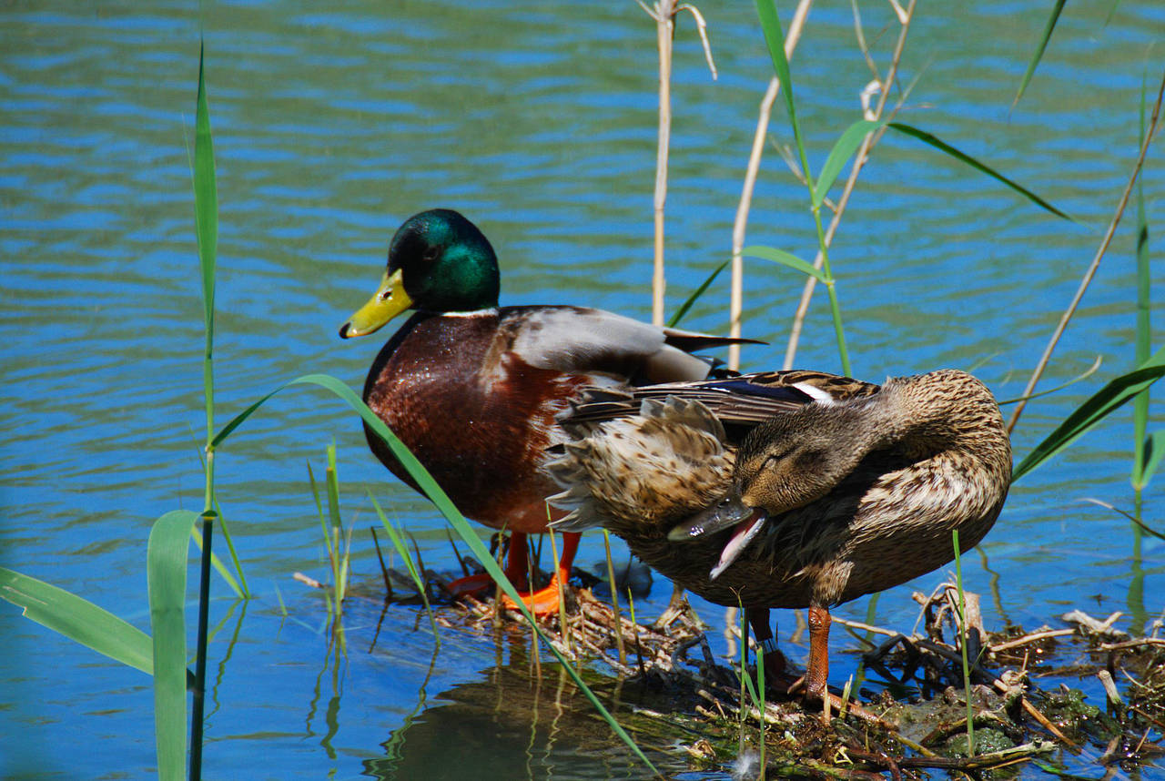 Foto S´Albufera - Can Picafort