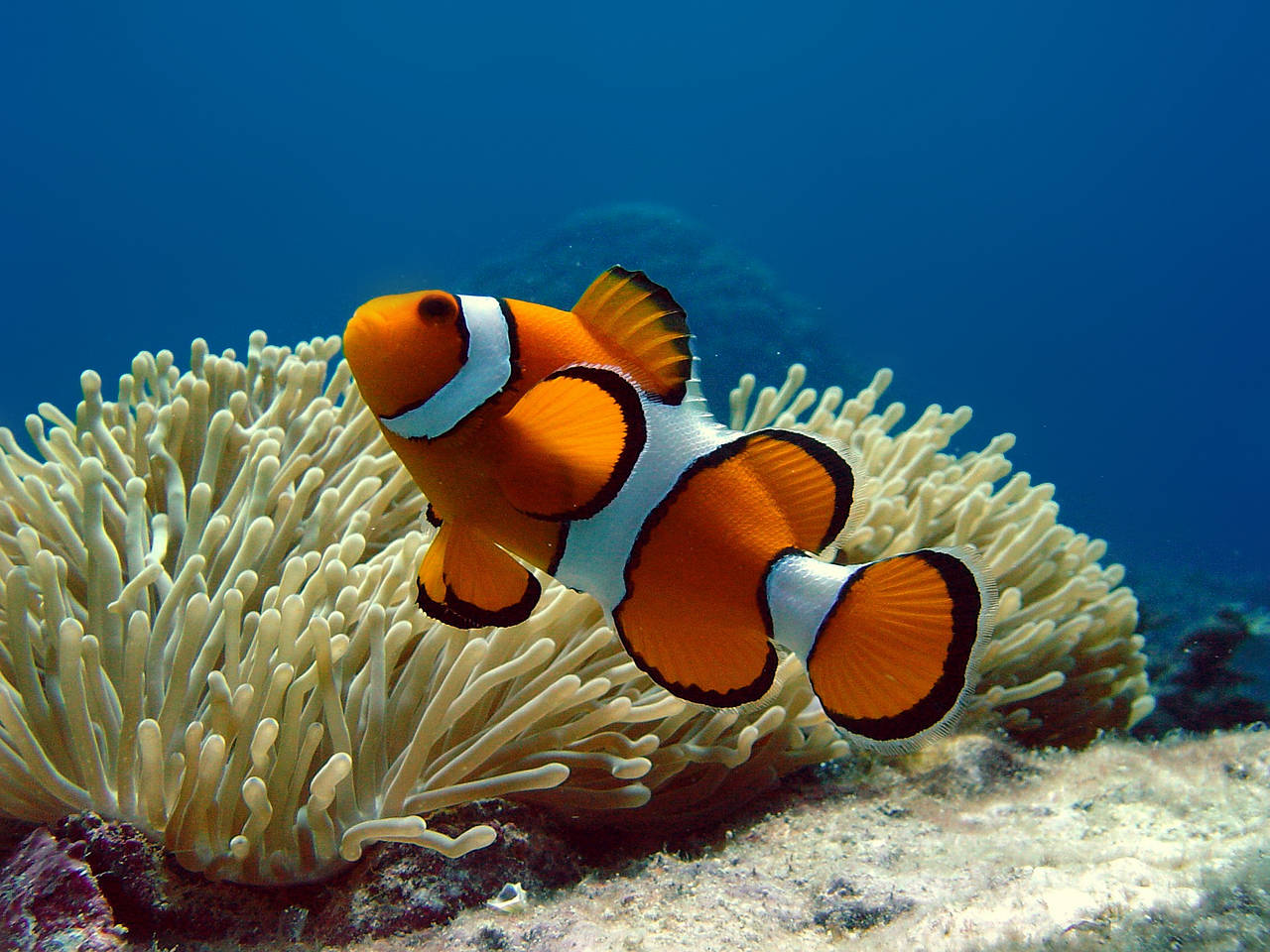 Fotos Acuario de Mallorca | Porto Cristo