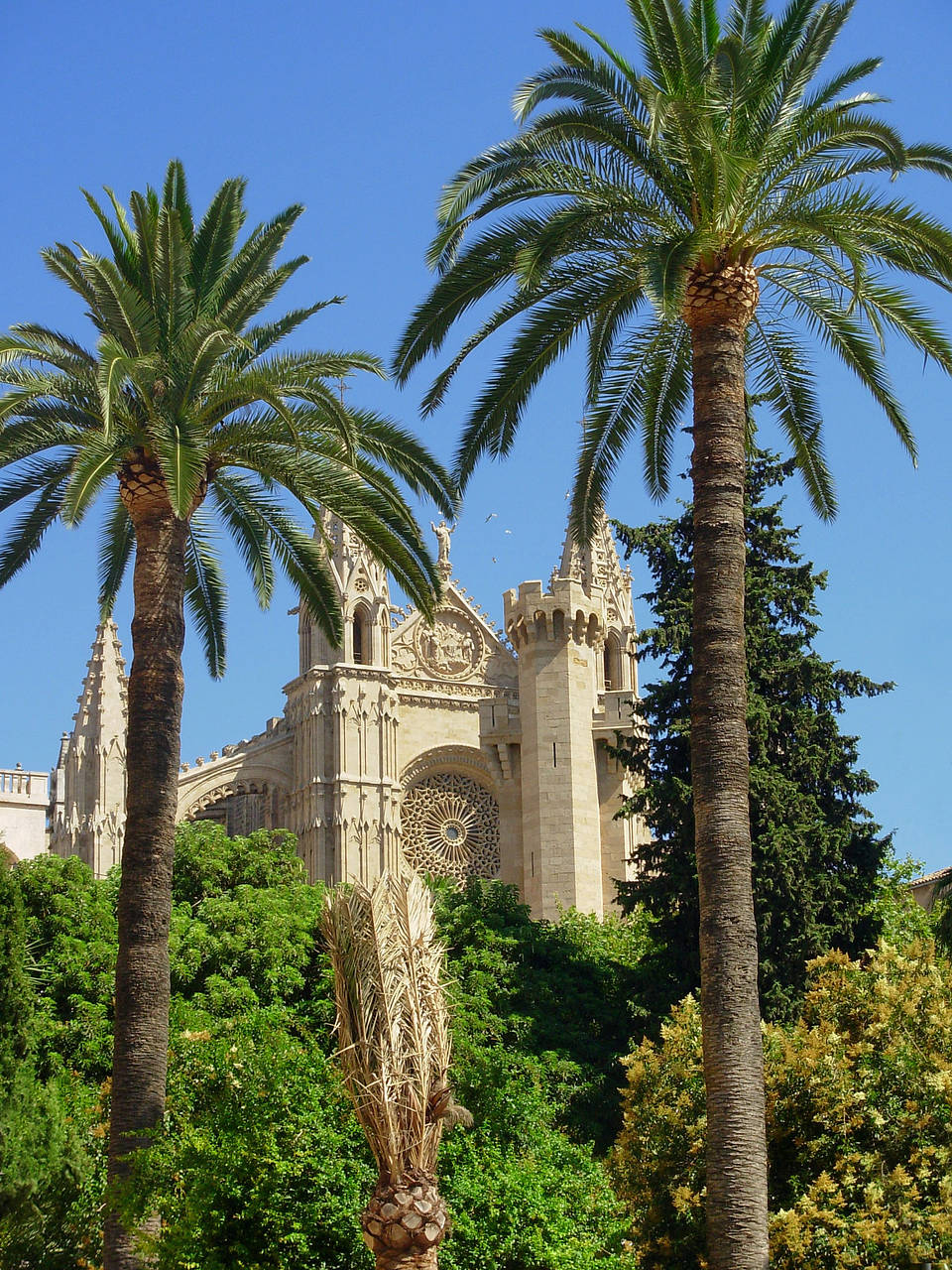 La Seu Foto 