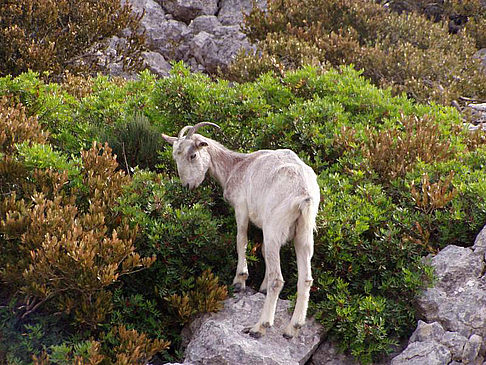 Reserva Puig de Galatzó